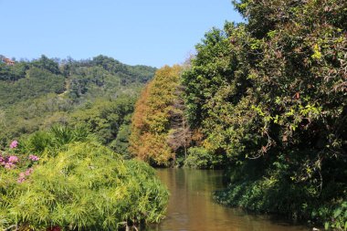 İki tarafında da ağaçlar olan bir nehir. Ağaçlar yeşil ve kahverengi.