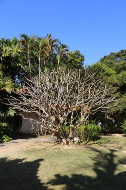 Yaprağı olmayan bir ağaç çimenli bir alandadır. Gökyüzü mavi ve hiç bulut yok.