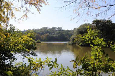 Arka planda ağaçlar olan bir göl. Su sakin ve gökyüzü berrak. Huzurlu ve huzurlu bir sahne.
