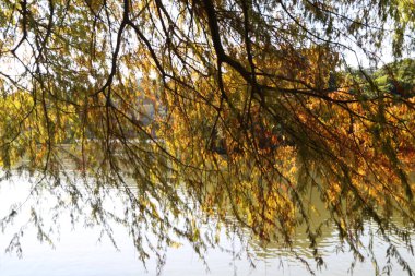 Suya bir ağaç dalı yansıtılır. Su sakin ve ağaçtaki yapraklar renk değiştiriyor.