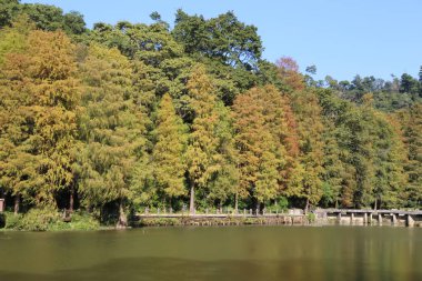 Arka planda göl olan bir orman. Ağaçlar yapraklarla dolu ve göl sakin.
