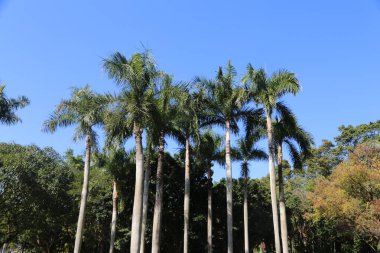 Bir sıra palmiye ağacı bir parkta sıraya dizilmiştir. Gökyüzü açık ve mavi, ağaçlar uzun ve yeşil