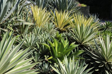 Yeşil ve sarı yapraklı bir grup bitki. Bitkiler bir bahçede.