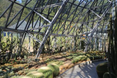 Kaktüs ve diğer bitkilerle dolu bir sera. Bitkiler bir derinlik ve boşluk hissi yaratacak şekilde düzenlenmiştir. Atmosfer sakin ve huzurlu.