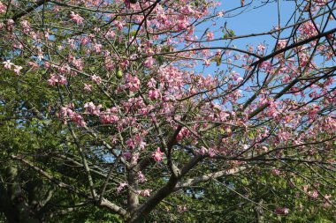 Pembe çiçekler ağaçta çiçek açıyor. Gökyüzü açık ve mavi