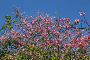Pembe çiçekli güzel bir ağaç açık mavi bir gökyüzünün ortasında dimdik duruyor. Ağaç çiçeklerle doludur ve gökyüzü maviliğin mükemmel bir tonudur. Huzurlu ve huzurlu bir atmosfer yaratır.