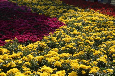 A beautiful garden filled with a variety of flowers, including yellow and red ones. The yellow flowers are scattered throughout the garden, with some in the foreground and others in the background clipart