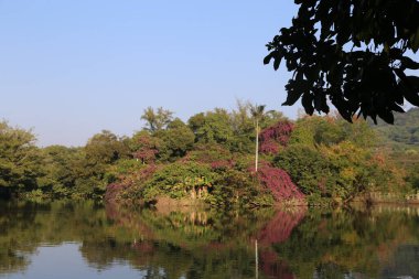 Arka planda ağaç olan sakin bir gölet. Su sakindir ve ağacın yansıması suda görülebilmektedir. Sahne huzurlu ve rahatlatıcı.