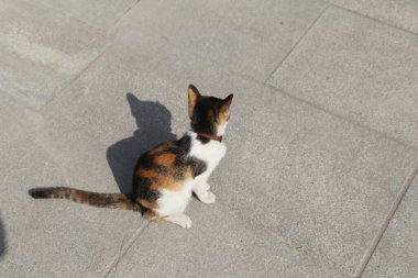 Kaldırımda bir kedi oturuyor. Kedi siyah, beyaz ve turuncu. Kedi kırmızı bir yaka takıyor.
