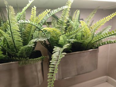 Yeşil yapraklı iki saksı bitkisi bir rafta duruyor. Bitkiler metal konteynırların içinde ve birbirlerine yakınlar. Sahne huzur ve sükunet hissi veriyor.