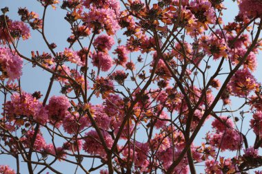 A tree with pink flowers is in full bloom. The sky is blue and clear. The flowers are in various stages of bloom, with some still closed and others open clipart