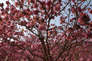Pembe çiçekli bir ağaç tam çiçek açmış. Ağaç diğer ağaçlar ve çalılarla çevrilidir, verimli ve canlı bir manzara yaratır. Pembe çiçekler ağacın dört bir yanına dağılmış.
