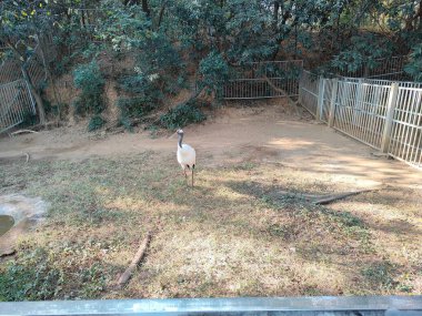 A bird is standing in a dirt field. The bird is white and has a long neck. The field is surrounded by a fence clipart