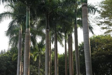 Bir sıra palmiye ağacı bir parkta sıraya dizilmiştir. Ağaçlar uzun ve yeşil ve hepsi aynı yöne bakıyor. Sahne huzurlu ve sakin, ağaçlar sükunet hissi veriyor.