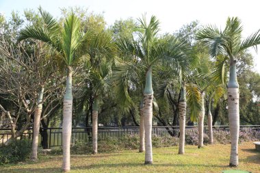 Bir sıra palmiye ağacı bir parkta sıraya dizilmiştir. Ağaçlar uzun ve yeşil ve hepsi aynı yöne bakıyor. Park huzurlu ve huzurlu bir yerdir.