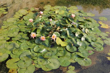 Zambak ve çiçeklerle dolu bir gölet. Çiçekler pembe, zambaklar yeşil.