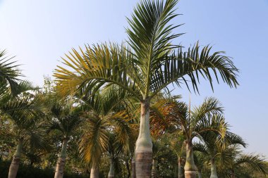Açık mavi gökyüzü olan bir tarlada bir avuç palmiye ağacı var. Ağaçlar uzun ve yeşildir ve tarlaya yayılmışlardır.