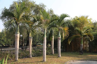 Bir sıra palmiye ağacı bir parkta sıraya dizilmiştir. Ağaçlar uzun ve yeşil ve hepsi aynı yöne bakıyor. Park huzurlu ve huzurlu bir yerdir.