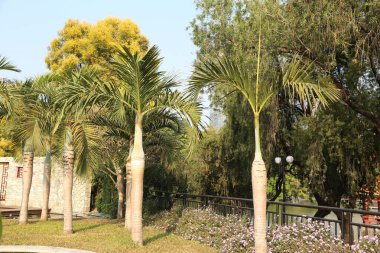 Bir sıra palmiye ağacı bir parkta sıraya dizilmiştir. Ağaçlar uzun ve yeşildir ve bir çitle çevrilidir. Park, ağaçların gölgelediği huzurlu ve rahatlatıcı bir yer.