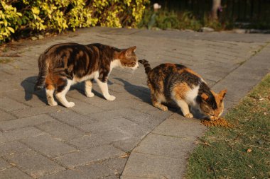 İki kedi kaldırımda yemek yiyor. Bir kedi kaseden yemek yerken diğeri yerden yiyor.