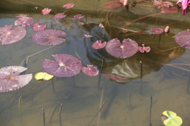 Yüzeyinde bir sürü pembe zambak yüzen bir gölet. Su sakin ve hareketsiz. Zambaklar havuzun her tarafına dağılmış, bazıları kenarlara daha yakın, diğerleri de ortada.