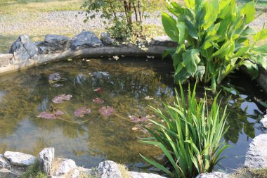 Yüzeyinde birkaç zambak yüzen küçük bir gölet. Gölet kayalar ve bitkilerle çevrili.