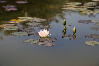 Tek bir pembe çiçek bir göletin yüzeyinde yüzüyor. Su sakin ve hareketsiz, dalgalanma ya da dalgalanma yok. Sahne huzurlu ve huzurlu, çiçeğin odak noktası olduğu