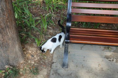 Siyah ve beyaz bir kedi bankta yürüyor. Bankın ahşap ve siyah bir arkası var.