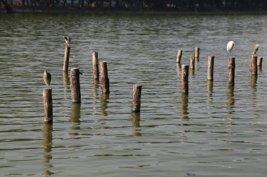 Bir grup tahta direk bir su kütlesinin içinde yüzüyor. Su sakin ve direkler suyun her tarafına dağılmış.
