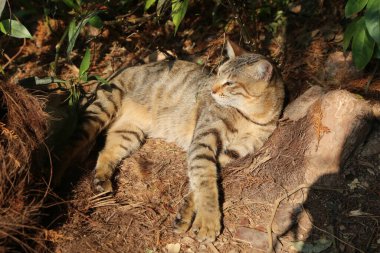 Gölgedeki kütüğün üzerinde bir kedi yatıyor. Kedi rahat ve rahattır. Kütük yapraklar ve dallarla kaplıdır, ona doğal ve kırsal bir görünüm verir. Barış ve sükunet kavramı