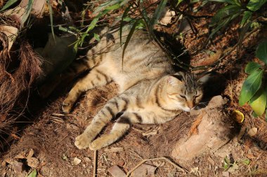 Çimenli bir alanda bir kedi yerde yatıyor. Kedi kahverengi ve beyaz çizgili.