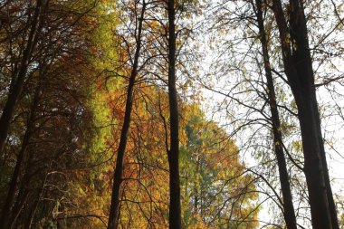 Ağaçlar yapraklarla dolu ve güneş dalların arasından parlıyor. Yapraklar sarı ve turuncu karışımı, sıcak ve davetkar bir atmosfer yaratıyor.