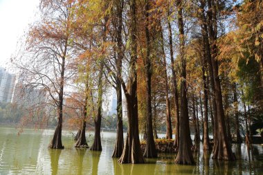 A forest of trees with a body of water in the background. The trees are tall and have brown leaves clipart