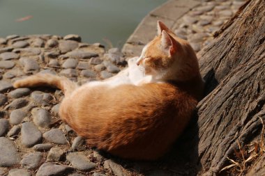Bir kedi bir su kütlesinin yanında bir kayanın üzerinde yatıyor. Kedi turuncu ve beyazdır.