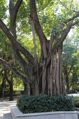 Küçük bir bitkinin içinde birçok dalı olan büyük bir ağaç büyüyor. Ağaç yeşil çalılarla çevrilidir ve bölge ağaç tarafından gölgelendirilmiştir. Sahnenin huzurlu ve rahatlatıcı bir atmosferi var.