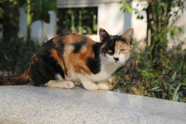 Taş bir duvarda bir calico kedisi oturuyor. Kedi kameraya bakıyor.