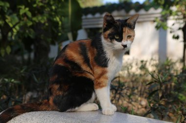 Taş bir çıkıntının üzerinde bir yavru kedi oturuyor. Kedi kameraya bakıyor.