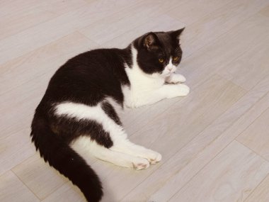 Siyah ve beyaz bir kedi ahşap bir zeminde yatıyor. Kedi gözleri tamamen açık kameraya bakıyor.