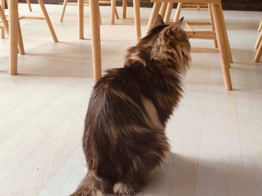 Bir kedi ahşap bir sandalyenin önünde yerde oturuyor. Kedi uzaktaki bir şeye bakıyor.