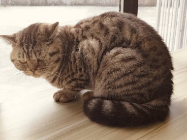 Bir kedi başı aşağıda bir masanın üzerinde oturuyor. Kedi kameradan uzağa bakıyor gibi görünüyor.