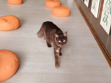 Bir kedi turuncu yastıkların önünde ahşap bir zeminde yürüyor. Kedi kameraya bakıyor.