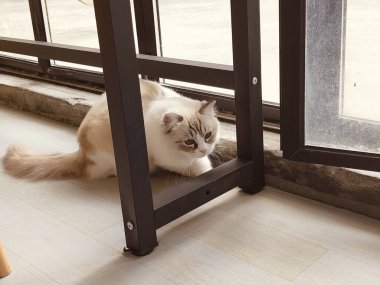 Bir pencerenin yanında bir kedi yerde yatıyor. Kedi pencereden dışarı bakıyor ve dışarıdaki bir şeyi merak ediyor.