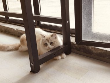 Bir pencerenin yanında bir kedi yerde yatıyor. Kedi pencereden dışarı bakıyor, ve pencere açık.