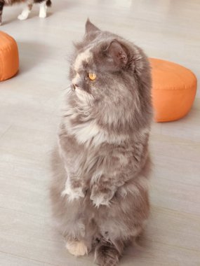 Kabarık ceketli bir kedi arka ayaklarının üzerinde duruyor ve kameraya bakıyor. Kedi, turuncu yastıklı bir odada ahşap bir zeminde oturuyor.