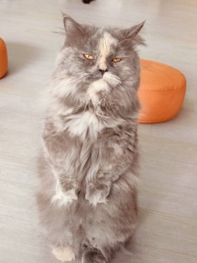 Uzun, kabarık kuyruklu bir kedi arka ayaklarının üzerinde durur. Kedinin yüzünde sinir bozucu bir ifade var.