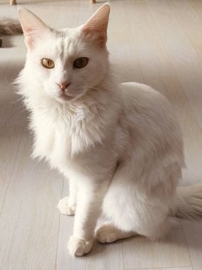 Sarı gözlü beyaz bir kedi ahşap bir zeminde oturuyor. Kedi kabarık bir paltoya sahip ve o rahatlamış.