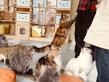 Bir grup kedi, bir odada izleyen bir insanla oynuyorlar. Kediler farklı renkte ve boyutlarda, ve hepsi ayakta ve yerde oturuyorlar.