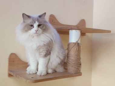 Bir kedi ahşap bir rafta oturuyor. Kedi, kameraya bakıyor. Rafta ahşaptan yapılmış ve üzerinde bir ip oyuncağı asılı.