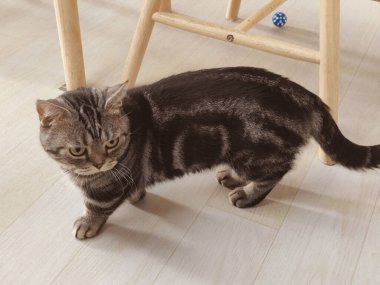 Bir kedi bir sandalyenin önünde ahşap bir zeminde duruyor. Kedi tuhaf bir ifadeyle kameraya bakıyor.