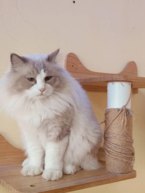 Kabarık beyaz bir kedi tahta bir rafta bir ip oyuncağın yanında oturuyor. Oyuncak ahşap bir direğe asılı ve kedi onu dikkatle izliyor gibi görünüyor. Sahne rahat ve huzurlu.